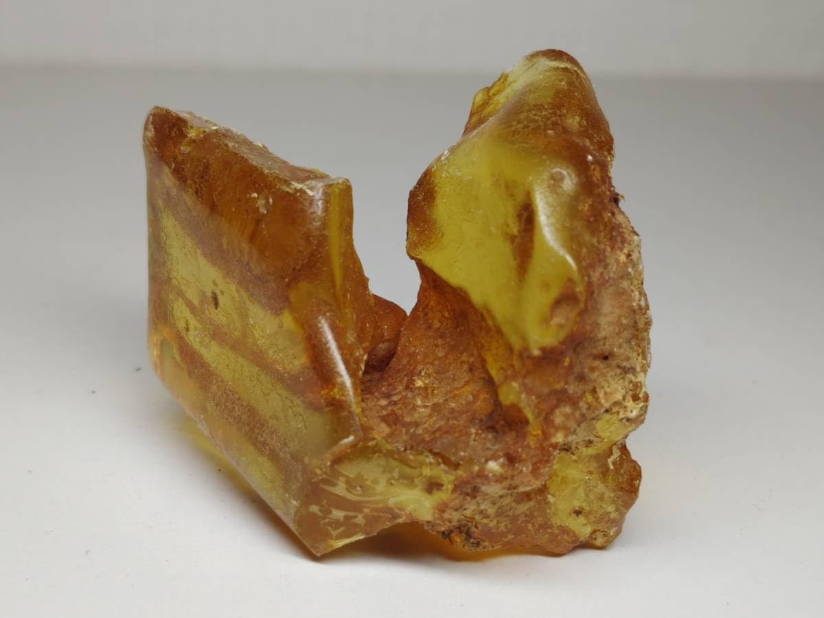樹脂の化石【超激レア】 樹脂の化石【超激レア】 Amazon | 【N2 stone Natural】